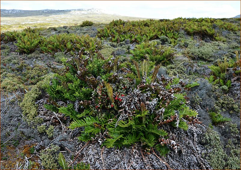 Falklands heath